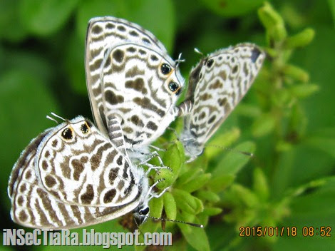 kupu-kupu Zebra Blue atau Plumbago Blue (Leptotes plinius) kawin bertiga_3