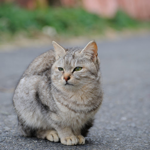 Hd-176341-ascw176341