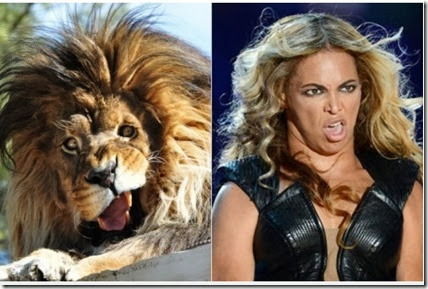 Leão “sósia” de Beyoncé faz sucesso na internet