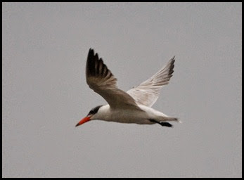 02f - birds - Caspian Tern