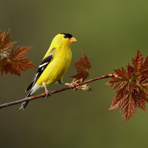 Hd-178212-ascw178212