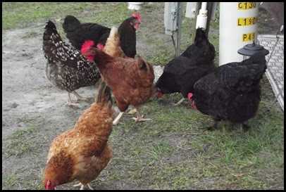 Walkabout chickens 012