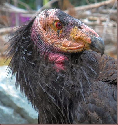 Amazing Animals Pictures California Condor (12)