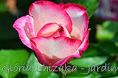 32 - Glória Ishizaka - Rosas do Jardim Botânico Nagai - Osaka
