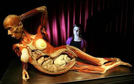 [Imagem: body_worlds_pregna_1014471c.jpg]