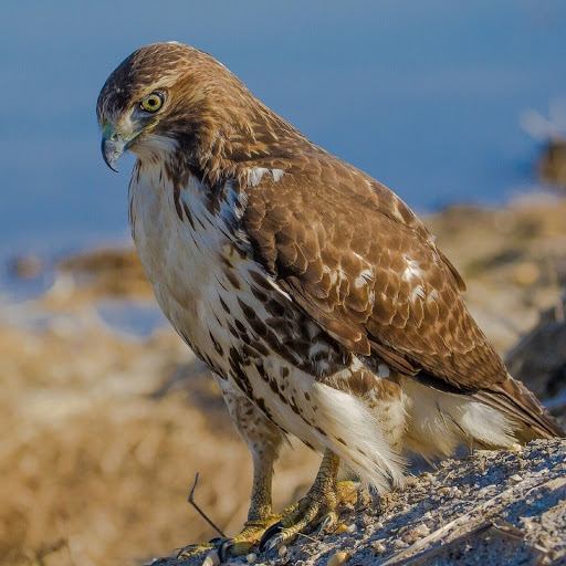 Hd-180066-ascw180066