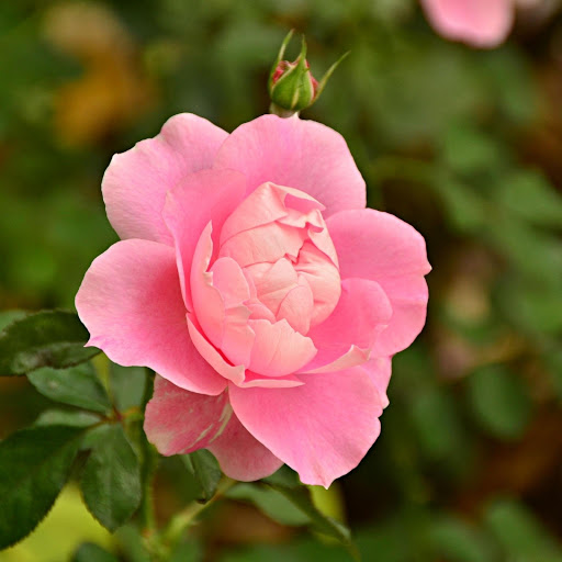 Hd-177479-ascw177479