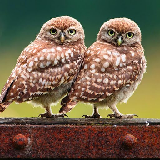 Hd-148407-ascw148407