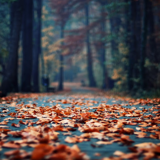 Hd-145411-ascw145411