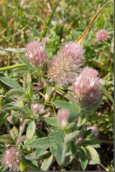 Hare's foot Clover 
