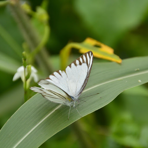 Hd-156036-ascw156036