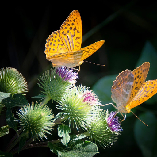 Hd-180193-ascw180193