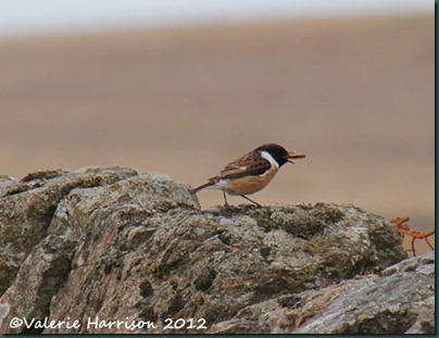 49-stonechat-and-emperor