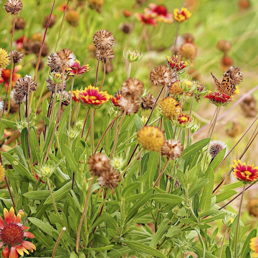 Hd-141147-ascw141147