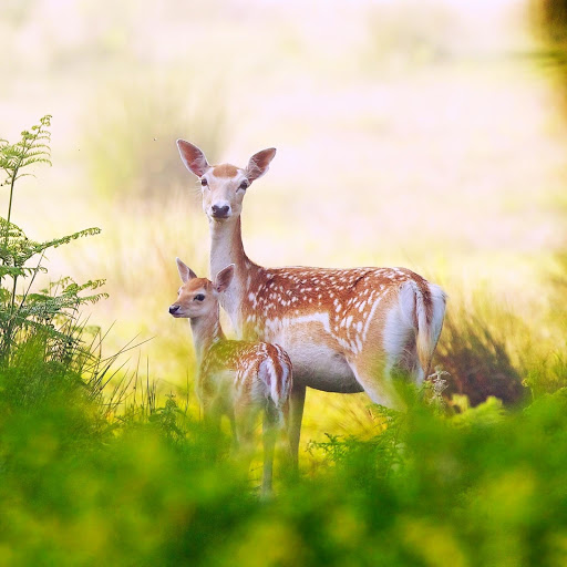 Hd-142779-ascw142779