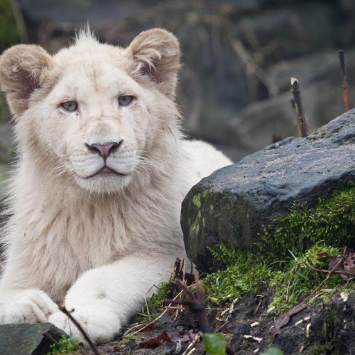 Hd-148163-ascw148163