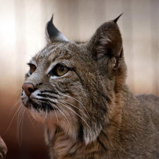 Hd-162518-ascw162518