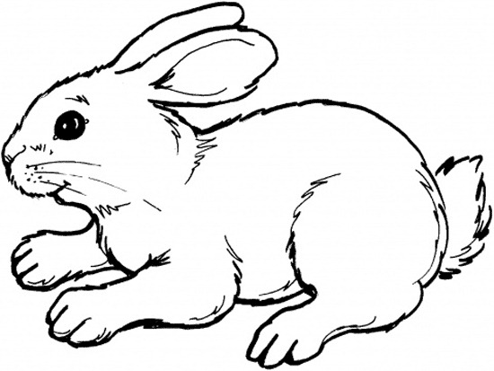 [rabbit%255B7%255D.jpg]