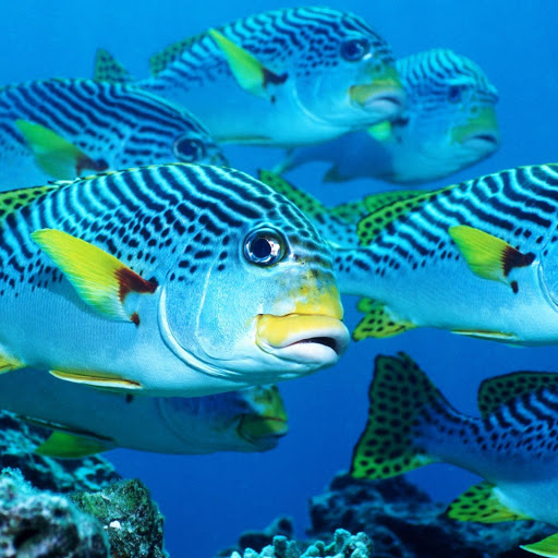 Hd-148051-ascw148051