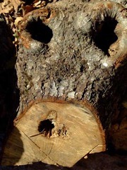 WOOD 01 WOOD 01
