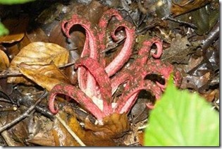  atau Amorphopallus titanum mungkin sering masuk deretan tumbuhan TUMBUHAN ANEH YANG ADA DI DUNIA