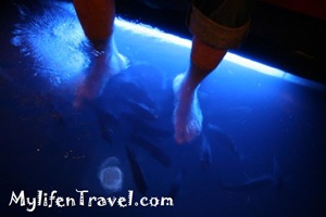 Kenko Fish Spa 20 Kenko Fish Spa 20