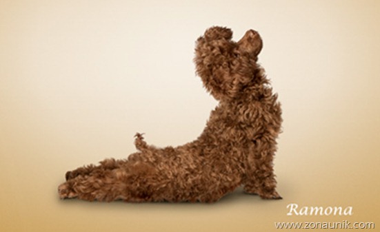 Anjing Senam Yoga (4)