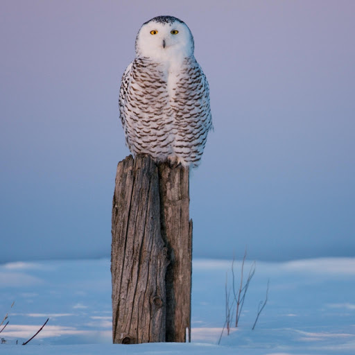 Hd-177838-ascw177838