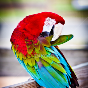Macaw Parrot Preening by Joe Boyle - Animals Birds