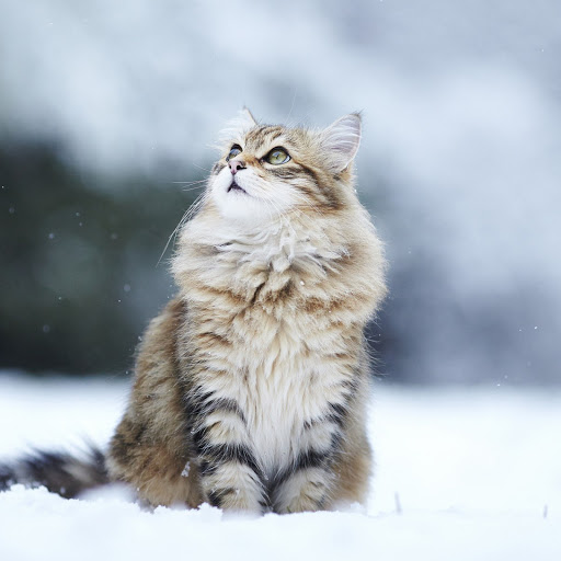 Hd-132211-ascw132211