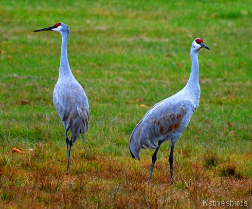 10. sandhill cranes-kab