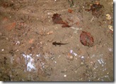 Larva di Salamandra pezzata