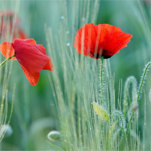 Hd-159088-ascw159088