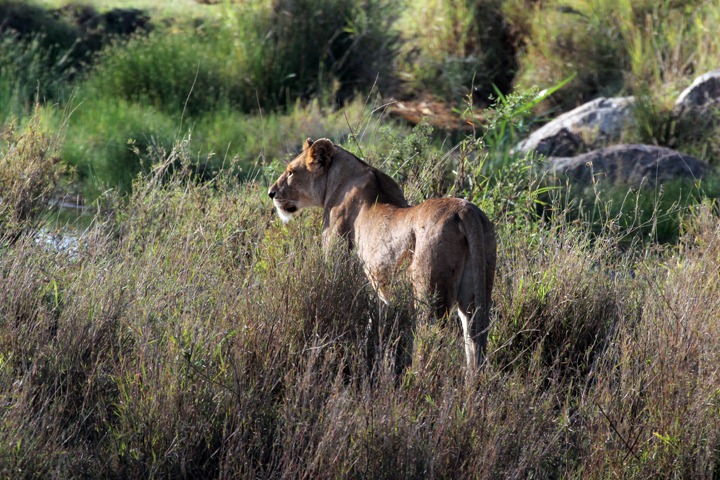 [October-18-2012-lioness3.jpg]