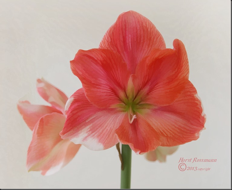 Amaryllis with white spots painting