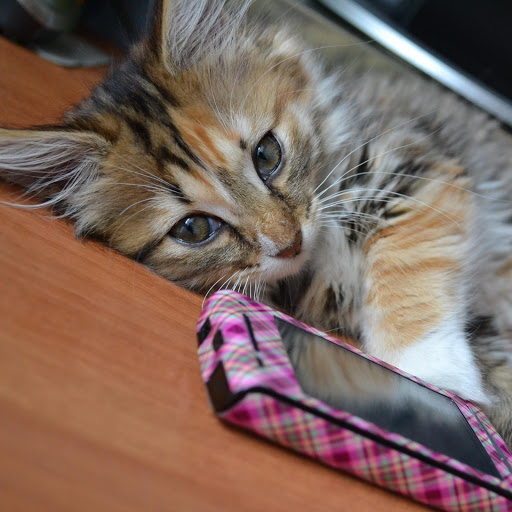 Hd-174420-ascw174420