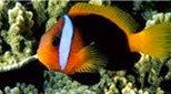 Polynésie poisson-clown bistré