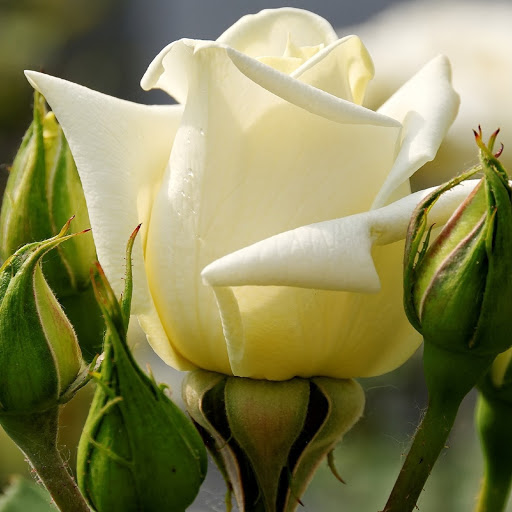 Hd-180230-ascw180230