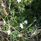 Wood anenome/ Windflower