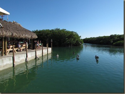 restaurant view of mangroves