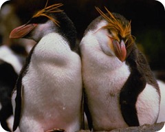 pinguino crestato