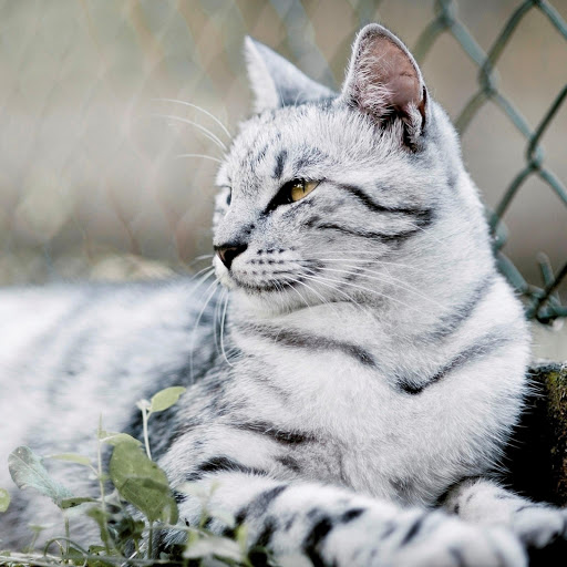 Hd-133595-ascw133595