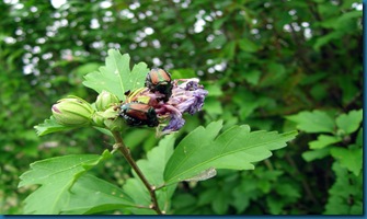 Japanese-Beetle ON rose of sharon