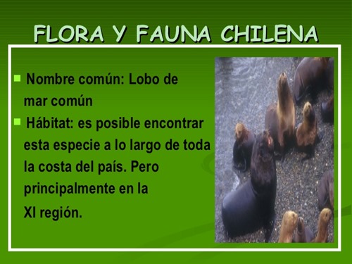 flora y fauna chilena (11)