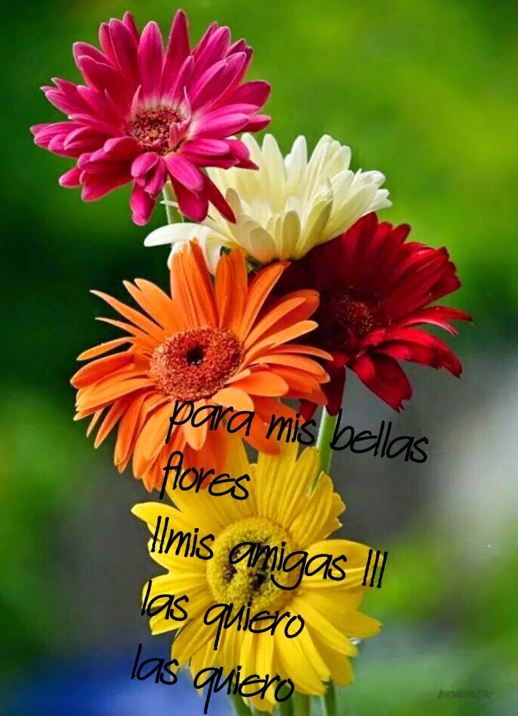 La felicidad no es posesion de todos, solo, el que hoy ,se decida a ...