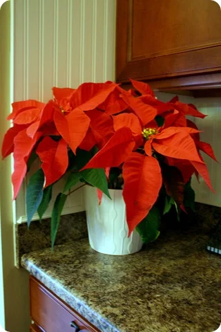 decorate with poinsettias