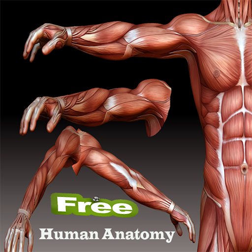 【免費醫療App】Human anatomy Basic-APP點子