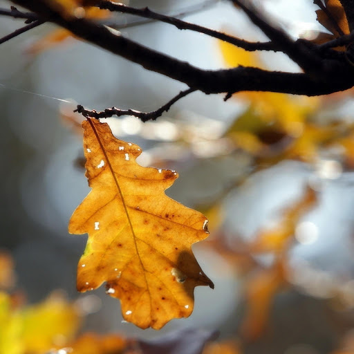 Hd-171185-ascw171185