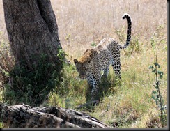 October 20, 2012 leopard approaching tree