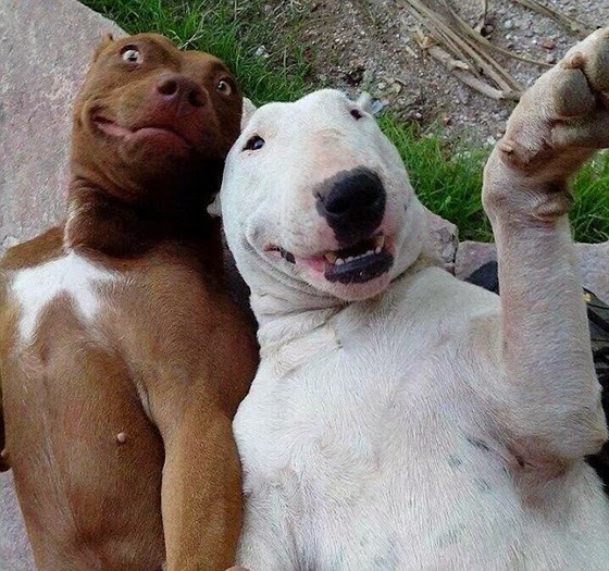 selfie-cachorros-2